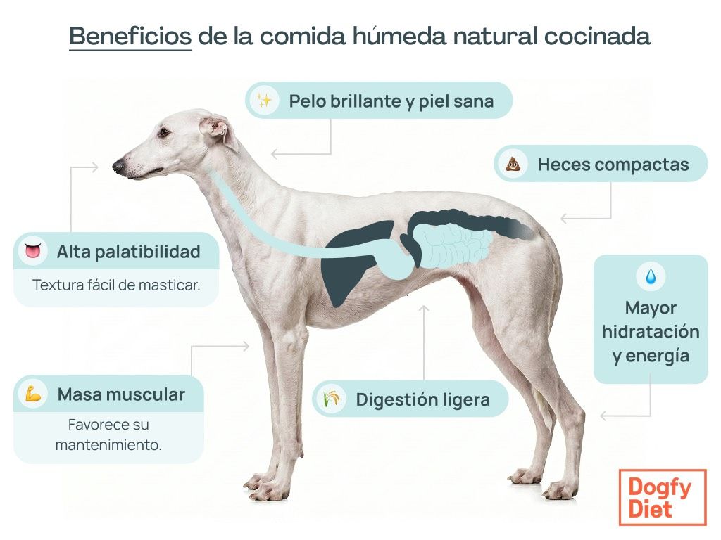Beneficios de la comida natural cocinada para el Galgo
