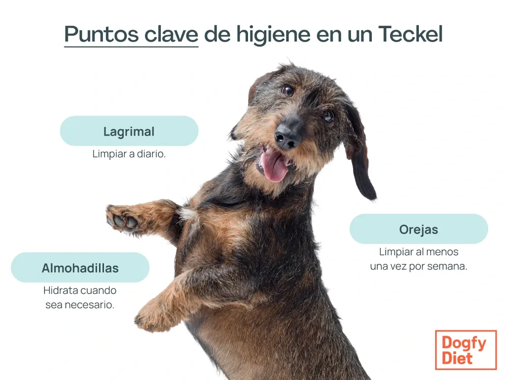 Puntos clave en la higiene del teckel