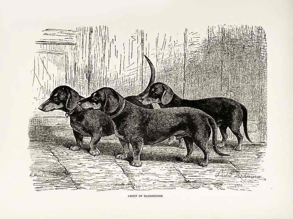 Grabado antiguo sobre el origen del Teckel