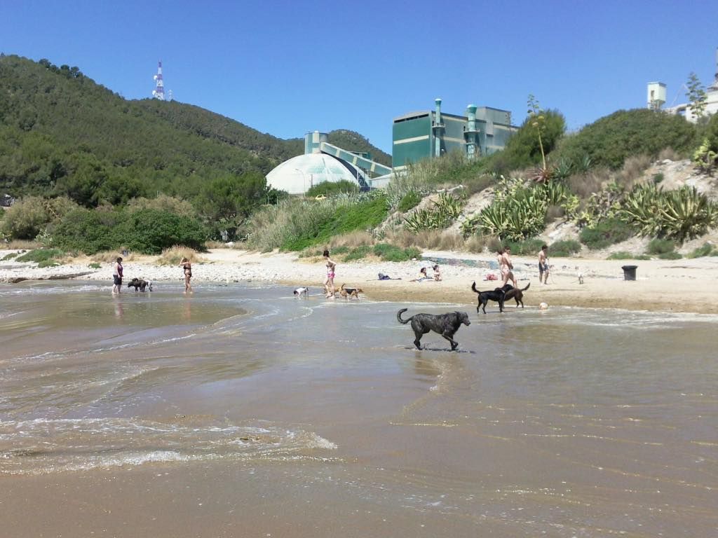 Perros bañándose en Cala Vallcarca en Sitges