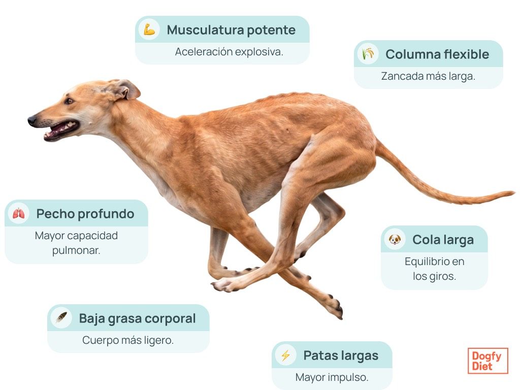 Características físicas en un galgo corriendo