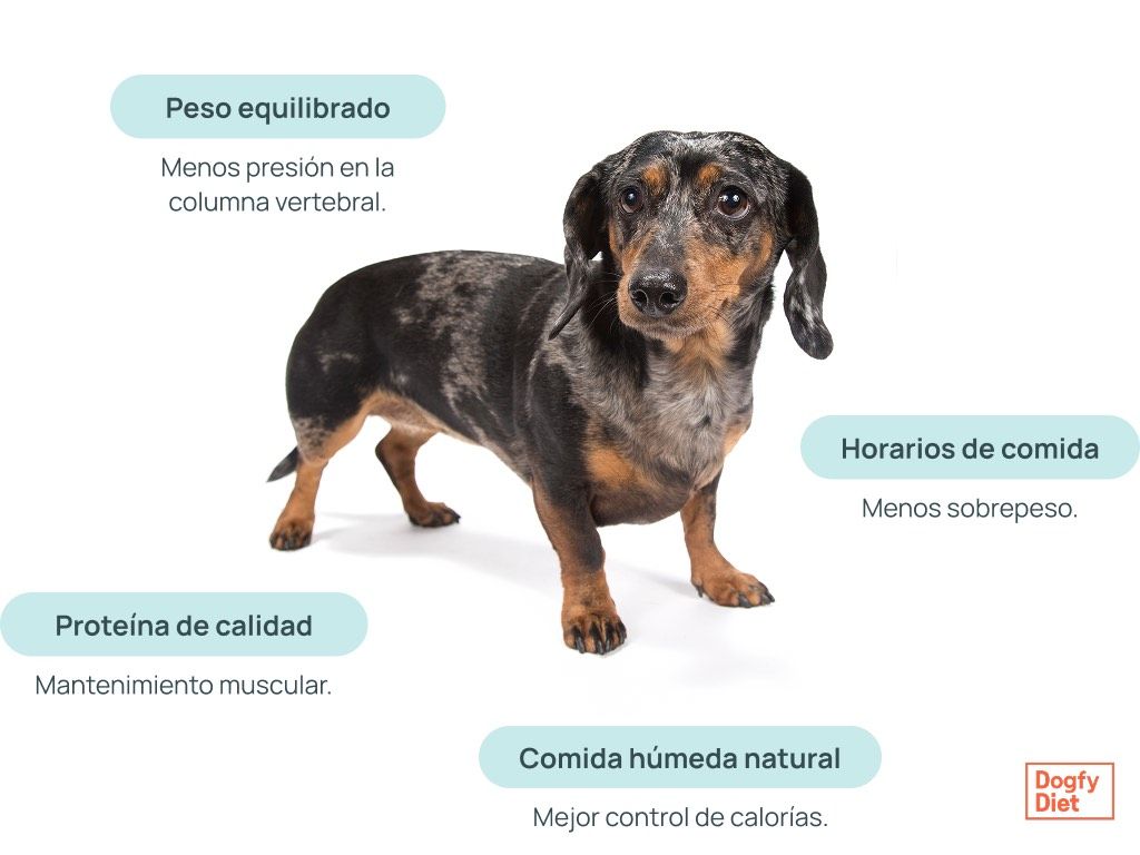 Beneficios de la comida húmeda para la espalda del teckel 