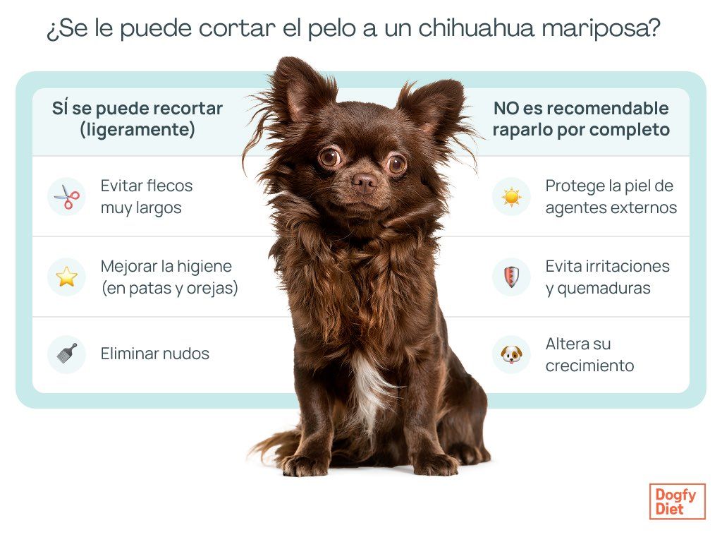 Cuando sí y cuando no se le puede recortar el pelo a un chihuahua de pelo largo