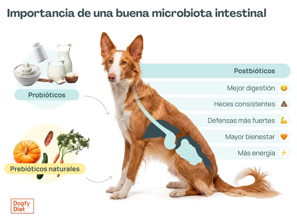 Microbiota intestinal sana en perros: relación entre probióticos, prebióticos naturales y postbióticos.