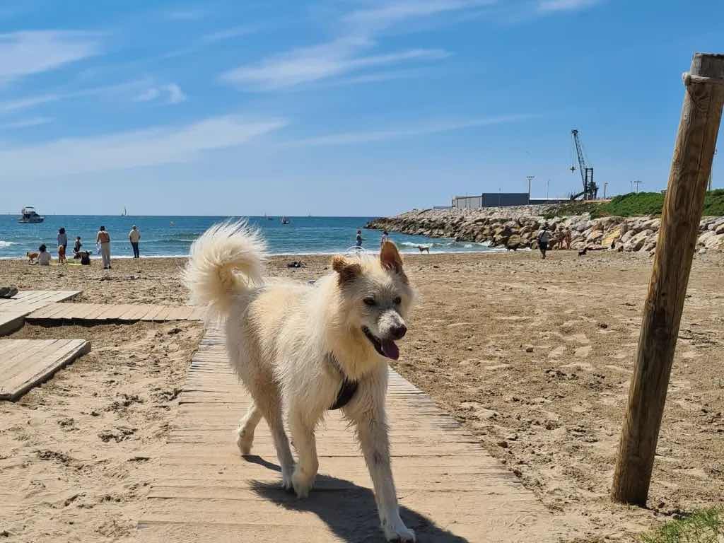 Perro disfrutando de la playa del Faro en Vilanova i la Geltrú