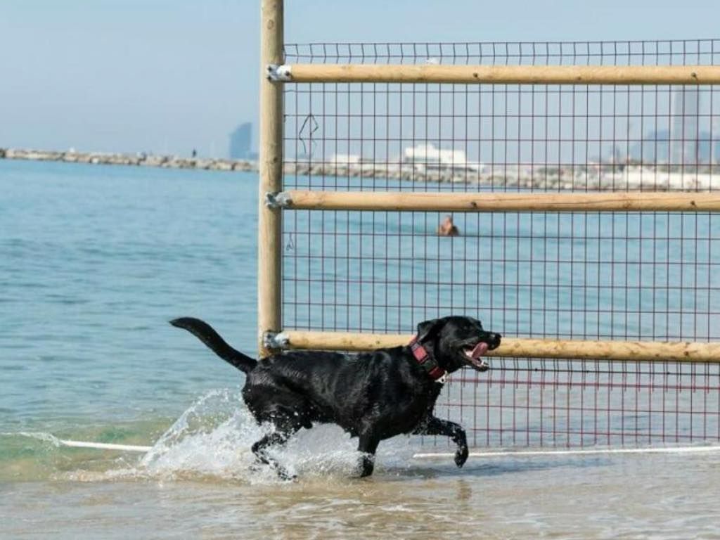 Perro disfrutando del agua en la playa Llevant de Barcelona