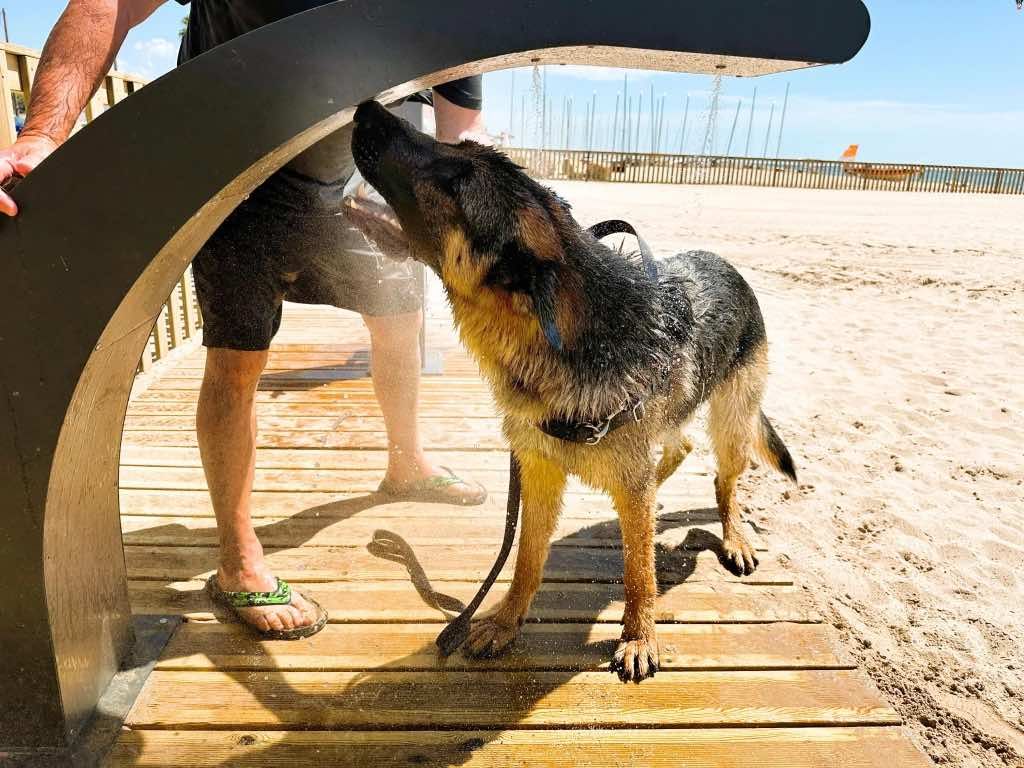 Pastor alemán en la ducha de la playa de Torredembarra