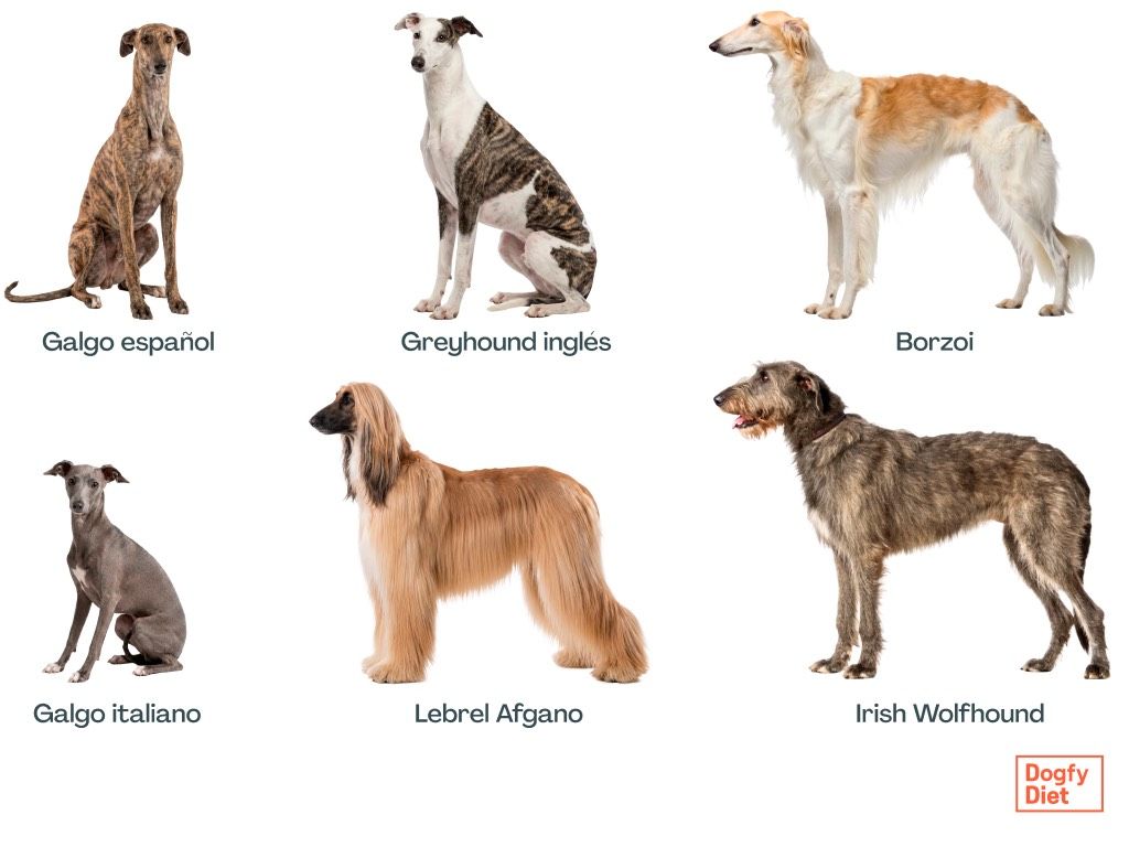 Tipos de galgo: español, inglés, italiano, borzoi, afgano e irlandés