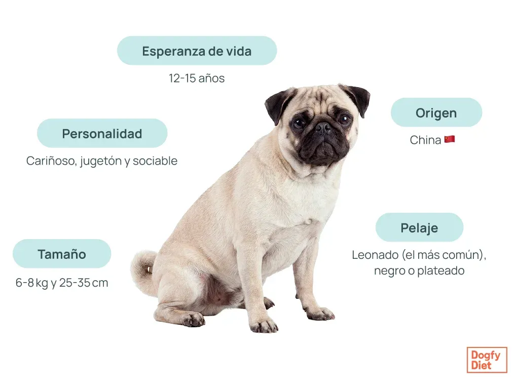Características y origen del Pug