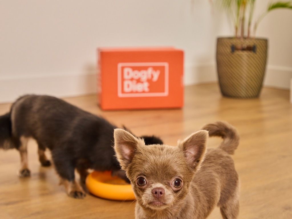 Un Chihuahua toy adulto comiendo Dogfy y otro mirando a cámara