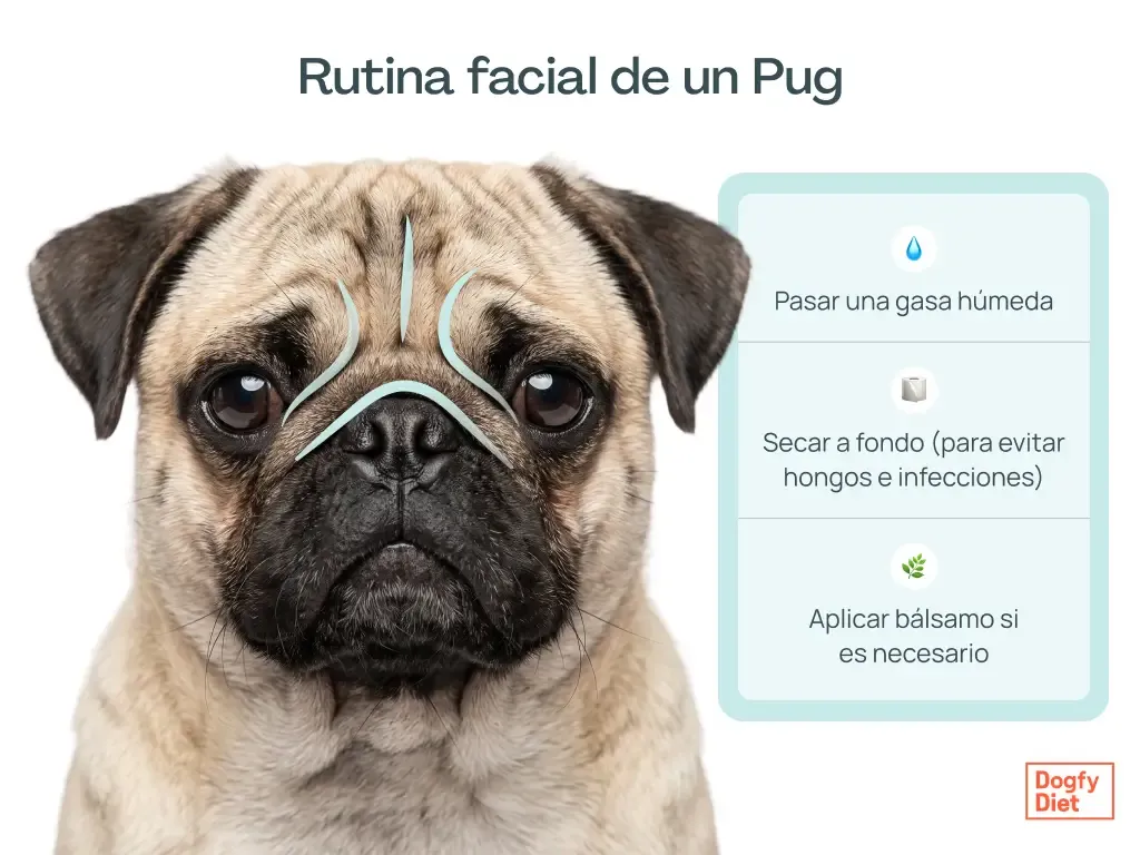 Rutina para limpiar las arrugas faciales de un Pug