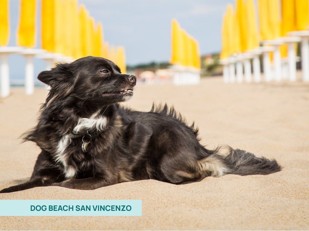 Cane sdraiato sulla sabbia alla Dog Beach di San Vincenzo