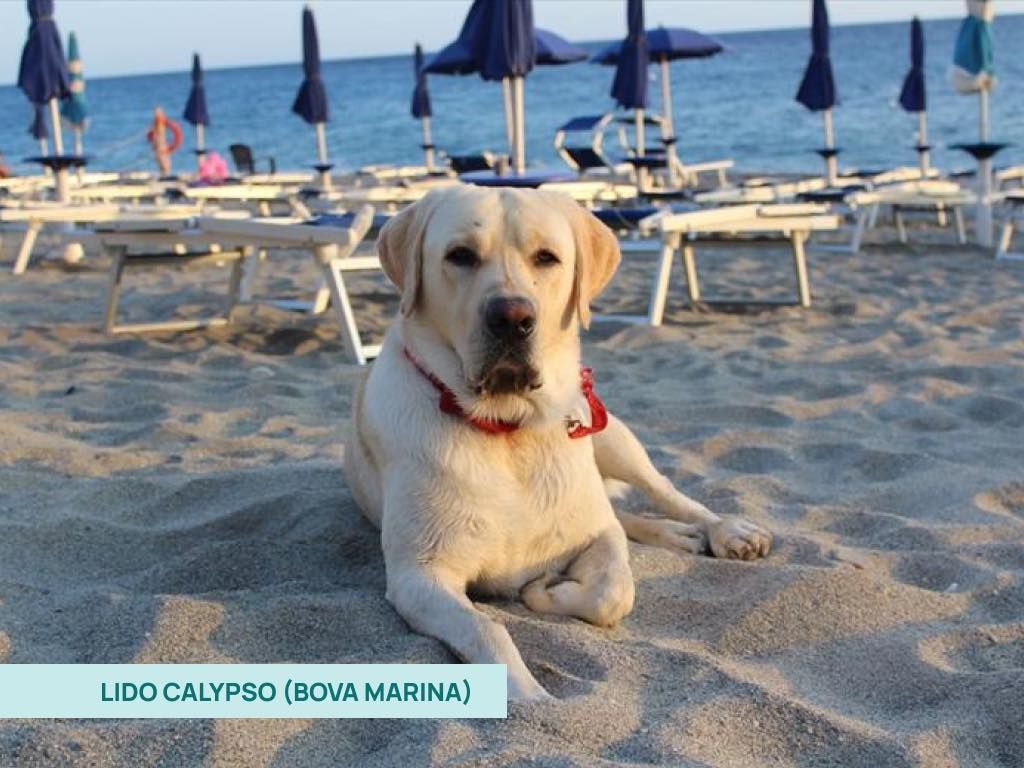 Golden retriever sulla sabbia del Lido Calypso a Bova Marina