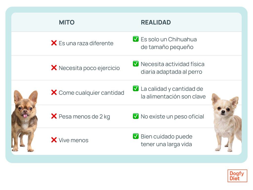 Tabla comparativa de mitos vs realidad sobre el Chihuahua toy