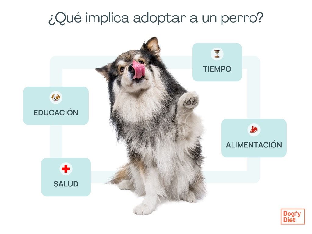 Los 4 puntos clave que debes conocer cuando adoptas a un perro