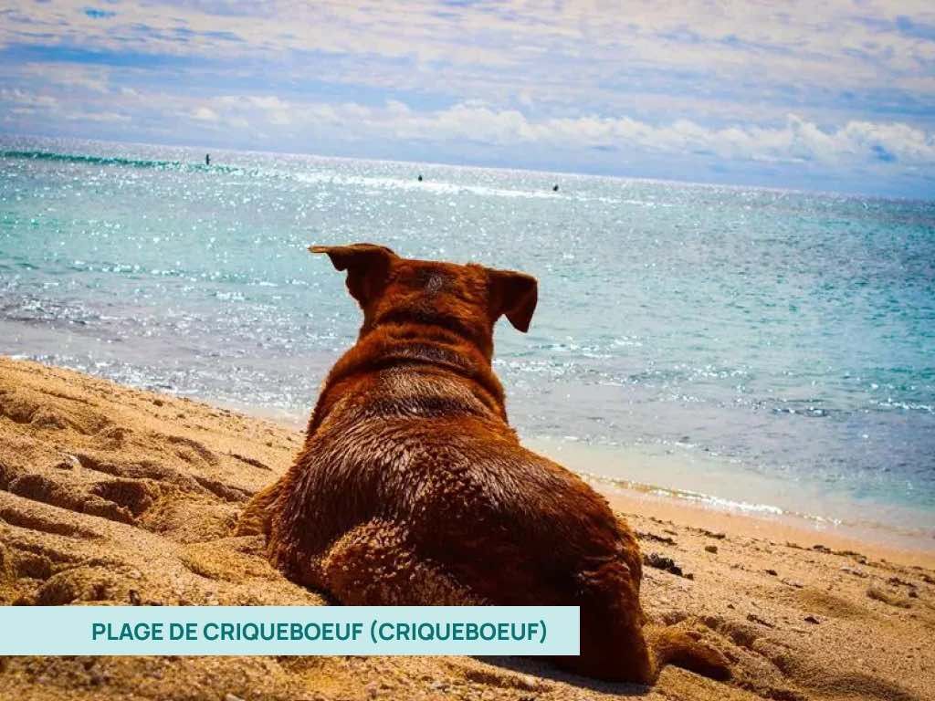 Chien sur la plage de Cricqueboeuf, couché sur le sable, regardant la mer