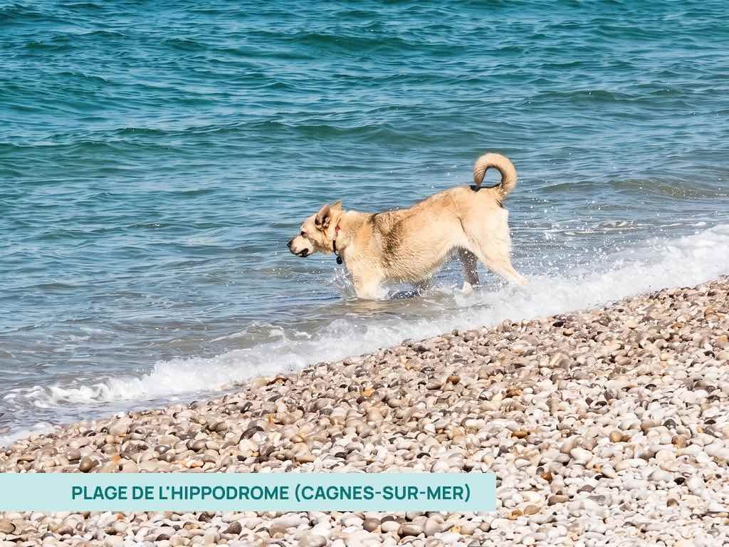 Un chien qui entre dans l'eau sur la plage de l'hippodrome