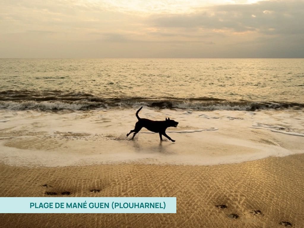 Chien courant au bord de l'eau sur la plage de Mané Guen