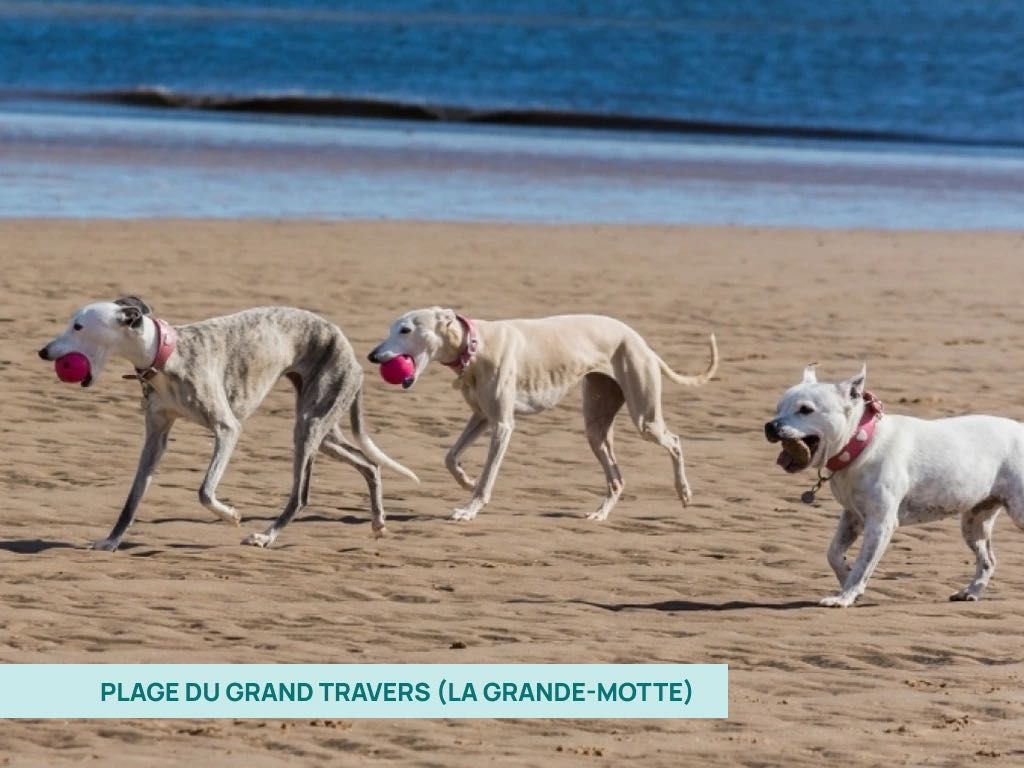 Plage du Grand Travers : trois chiens jouent avec des balles