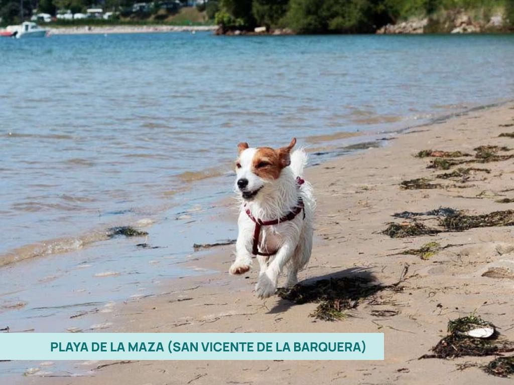 Playa de la Maza (San Vicente de la Barquera) con un perro corriendo por la arena