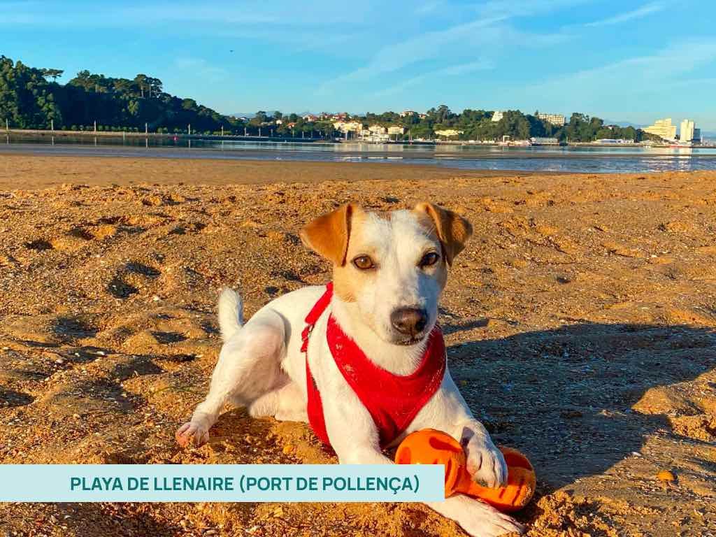 Perro en la arena jugando por la playa de Llenaire en Port de Pollença