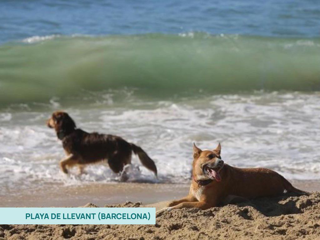 Playa del Llevant en Barcelona: un perro en el agua y otro descansando en la arena
