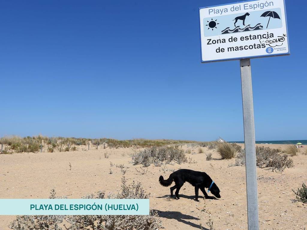 Perro olfateando en la playa del espigón en Huelva