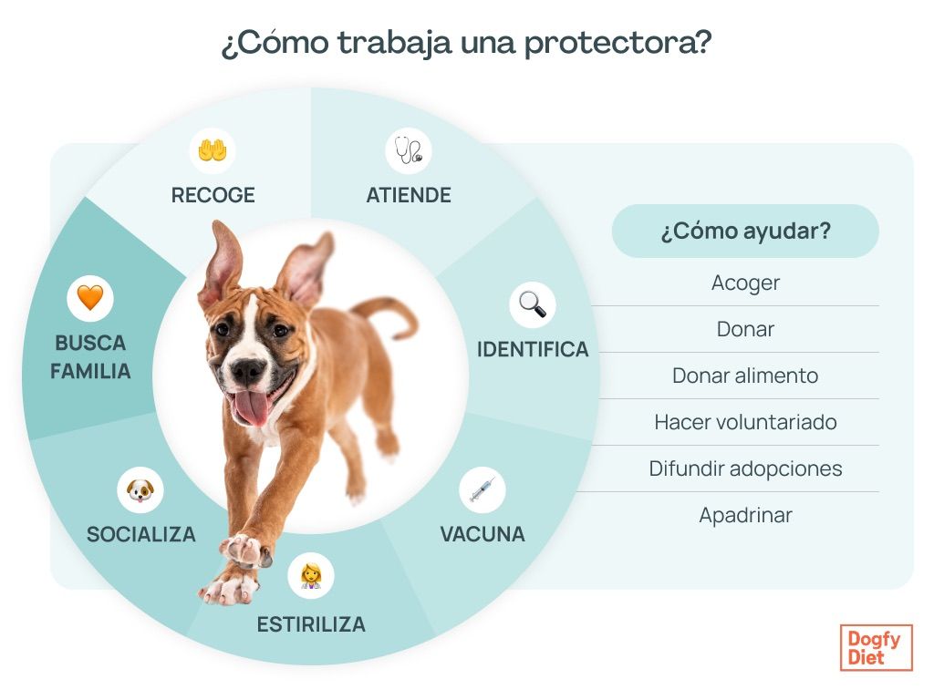 Trabajo diario de una protectora de animales y cómo podemos ayudar