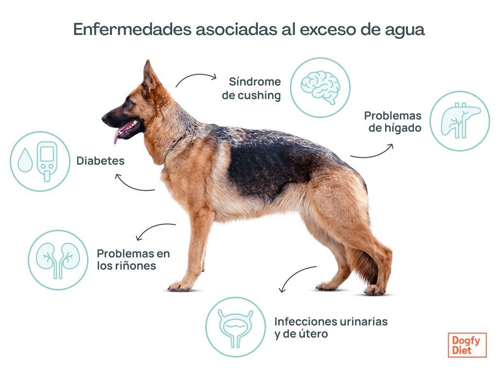 Enfermedades asociadas al exceso de agua en perros
