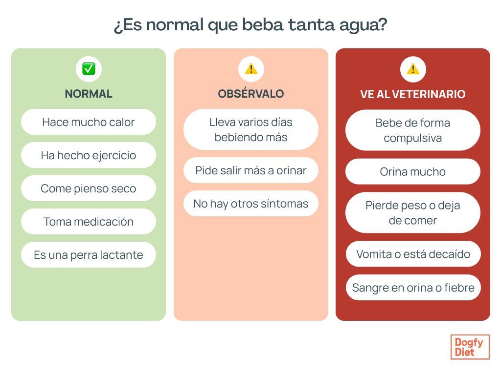 Cuándo preocuparme si mi perro bebe mucha agua