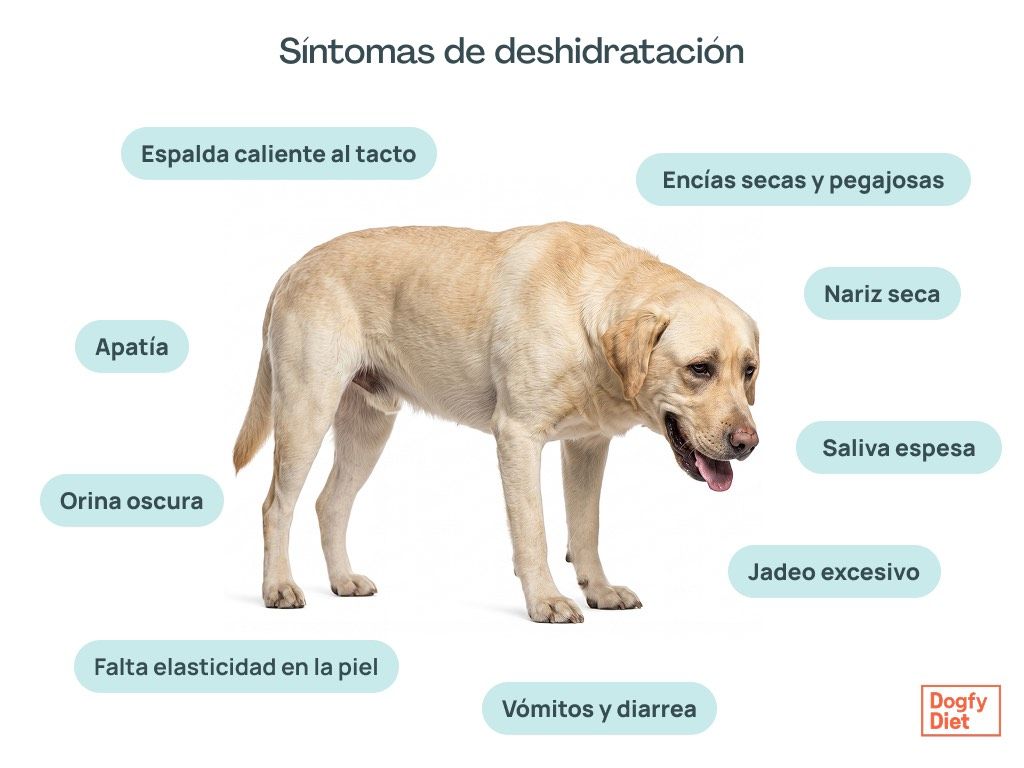 Síntomas de deshidratación en perros