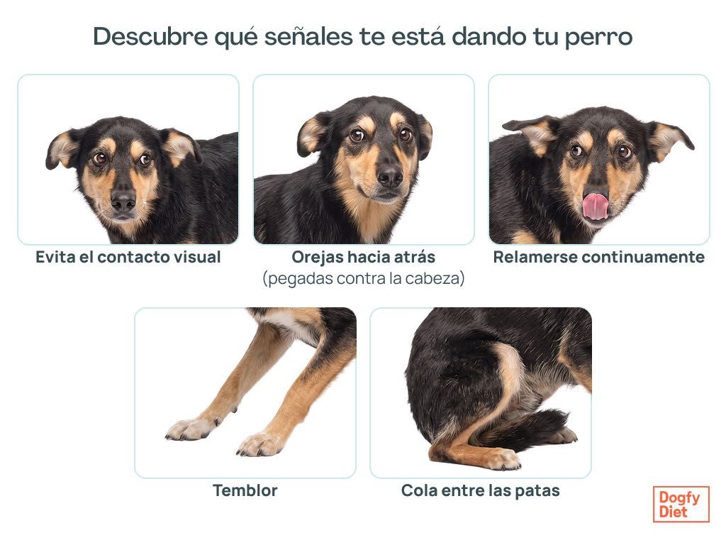 Síntomas de un perro con ansiedad