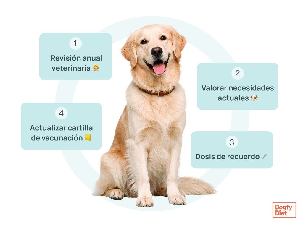 Calendario vacunación para perros adultos