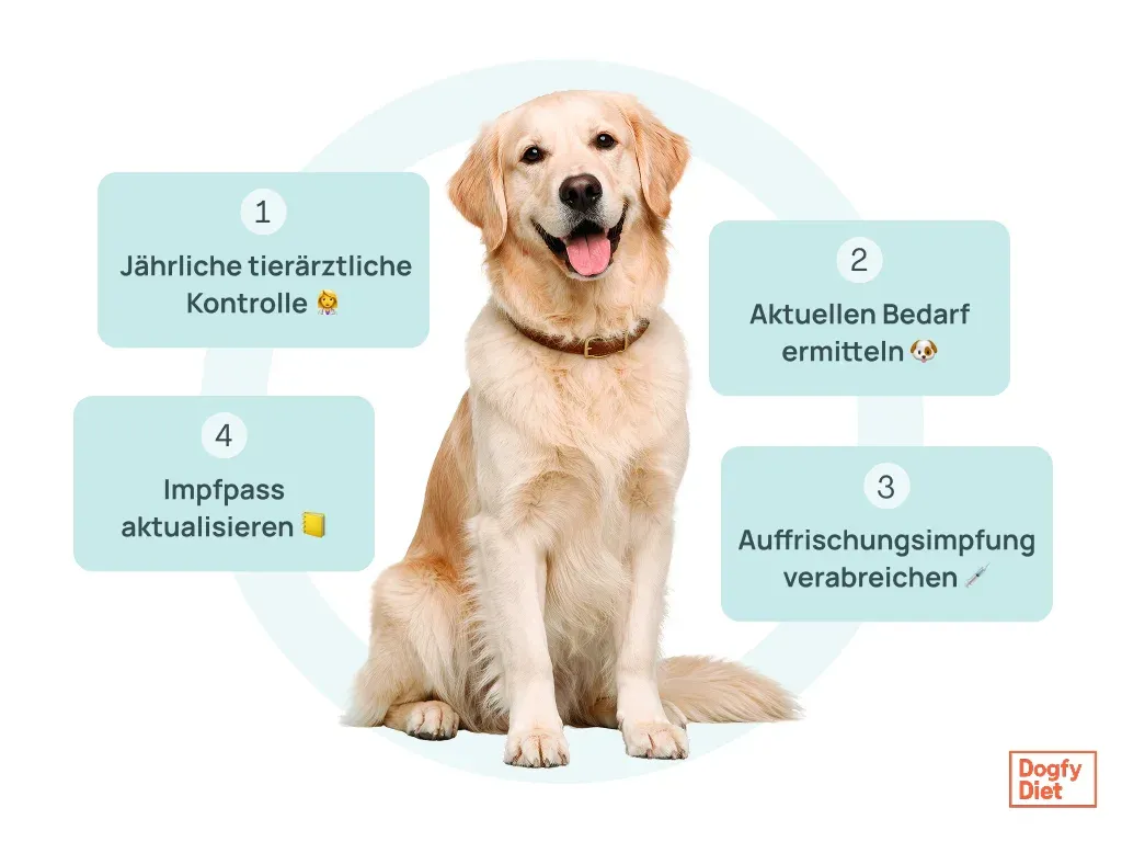 Impfkalender für erwachsene Hunde
