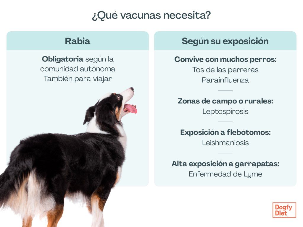 Vacunas obligatorias y recomendadas