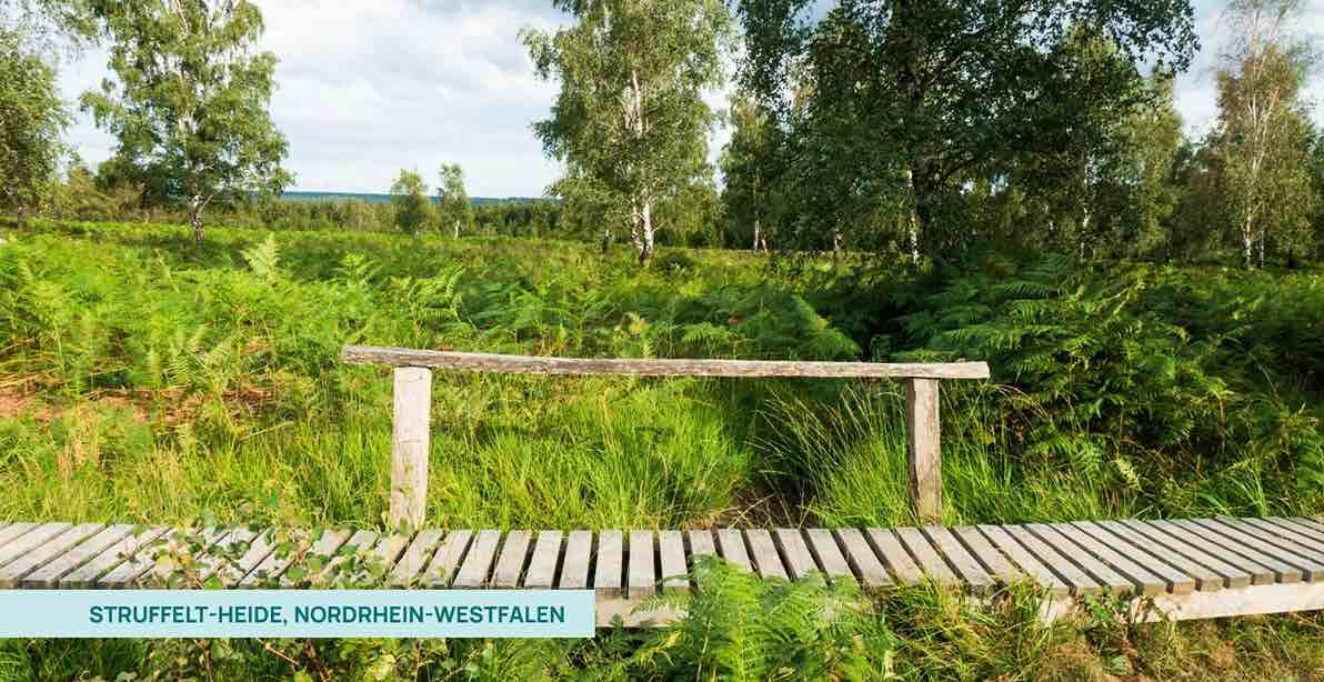 Struffelt-Heide